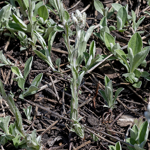 Plantain-leafed pussytoes is a short (6" tall) plant.  The basal leaves are 2" wide and 3.5" long, spoon-shaped with long petioles, grayish green, with 3-5 conspicuous main veins; the lower surface is densely covered with appressed hairs and is shiny white. Individual plantain-leafed pussytoe plants bear either male or female flowers exclusively. Flowerheads are short (