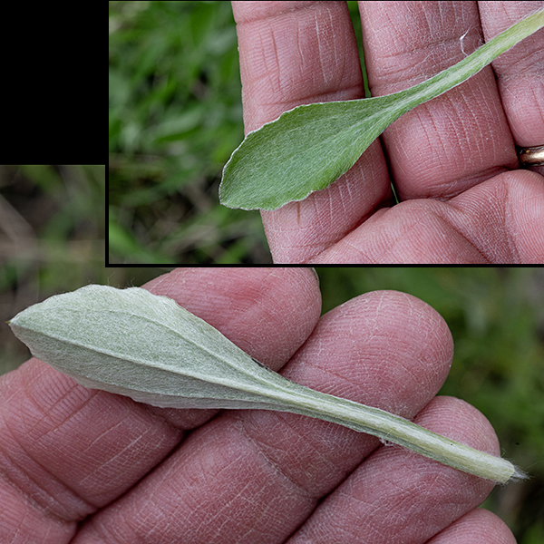 Plantain-leafed pussytoes is a short (6" tall) plant.  The basal leaves are 2" wide and 3.5" long, spoon-shaped with long petioles, grayish green, with 3-5 conspicuous main veins; the lower surface is densely covered with appressed hairs and is shiny white. A central stem arises from the basal rosette that is densely covered with appressed white hairs giving it a silvery appearance; there are a few small (