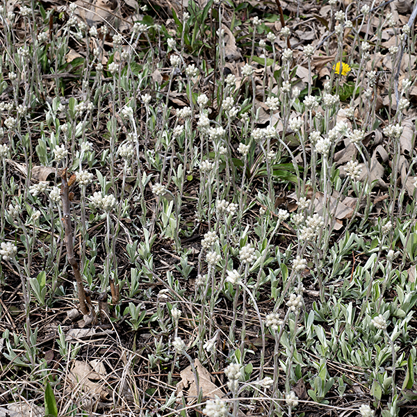 Plantain-leafed pussytoes is a short (6" tall) plant. Asexual reproduction may produce colonies of exclusively male or female plants. The similar field pussytoes has basal leaves with only a single (rather than 3-5) main veins.