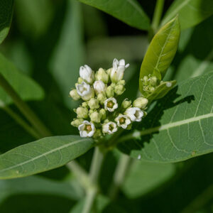 The main stems and some of the lateral branches of dogbane produce panicles of flowers 1-3" across on their tips; the central flowers in the cluster open first. Individual flowers are tiny — 2-3 mm across and 3-5 mm long, bell-shaped, with a fluted edge produced by the 5 white pointed petals. The stamens are shorter than the petals and curve toward the center of the flower, forming a cone over the ovoid stigma.