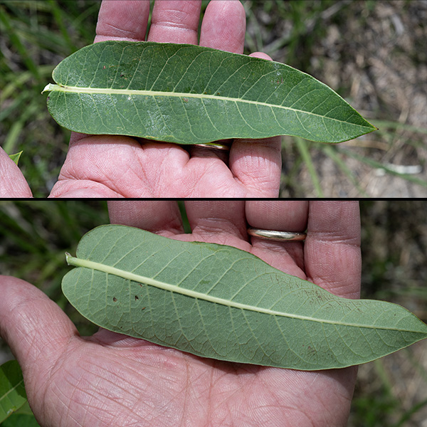 Dogbane leaves are 1.5-6" long and a third as wide, oval with a pointed tip and smooth margins, green on top, lighter on the bottom with pinnate venation.  Leaves may have a 1/4" petiole or be sessile.