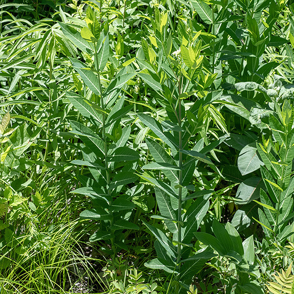 Dogbane (aka, Indian hemp) is a 2.5-5' tall, rangy plant that initially grows as a single stem with opposite leaves but, in midsummer, begins to branch abundantly producing a plant with branches restricted to the upper third of the main stem. Stems are light green to red, circular in section, hairless, and sometimes with a waxy bloom on the surface. The fruit is an elongated (4-8"), narrow seed pod. Native Americans processed the stems of dogbane to isolate the long, silky fibers (the "hemp" in one of the common names) which they used in mats, netting, and cordage. A variant of this plant with stalkless, clasping leaves is considered a separate species (Apocynum sibiricum) by some sources, but ITIS considers the latter name as invalid. Note: the milky sap that is exuded from damaged stems and leaves of this plant is highly toxic.