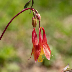Spectacular and unmistakable red and yellow, columbine's bell-like flowers hang aperture down from an arching flower stalk; the four elongate, parallel spurs point up while the stamens and style emerge from the bottom of the flower. This is the only columbine native to Illinois.