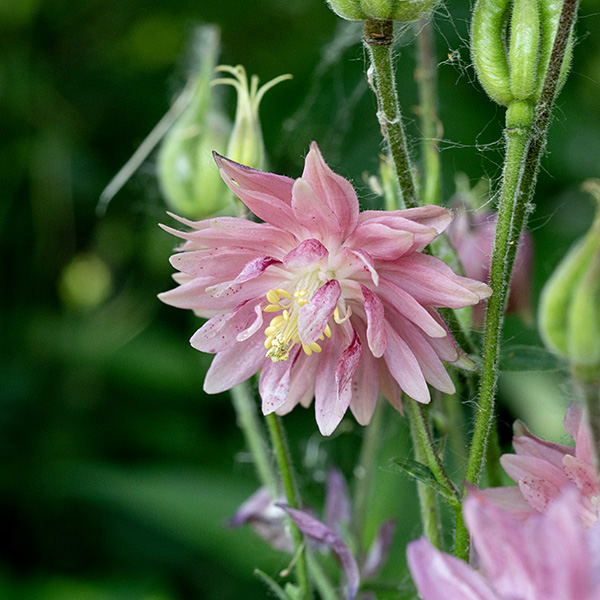 An ornate pink flower with multiple levels of petals above a central core of projecting yellow stamens. This variant of Aquilegia vulgaris ("stellata" commercially called 'Nora Barlow') is a genetic variant that produces multiple stacked flowers (like the difference between a wild rose and commercial roses).