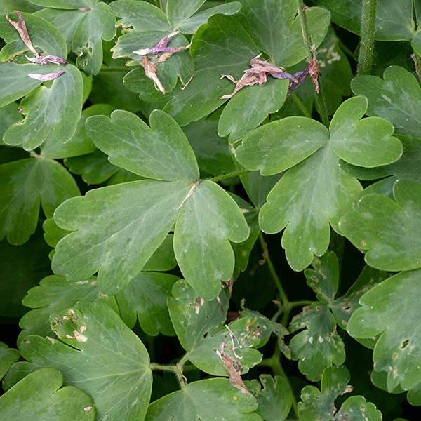 The leaves of Aquilegia vulgaris var. stellata (named 'Nora Barlow') are virtually identical to the compound leaves of native columbine — the three leaflets may or may not have a pedicle, but all attach to a single point. The leaflets themselves are divided into three lobes that may, in turn, be subdivided.