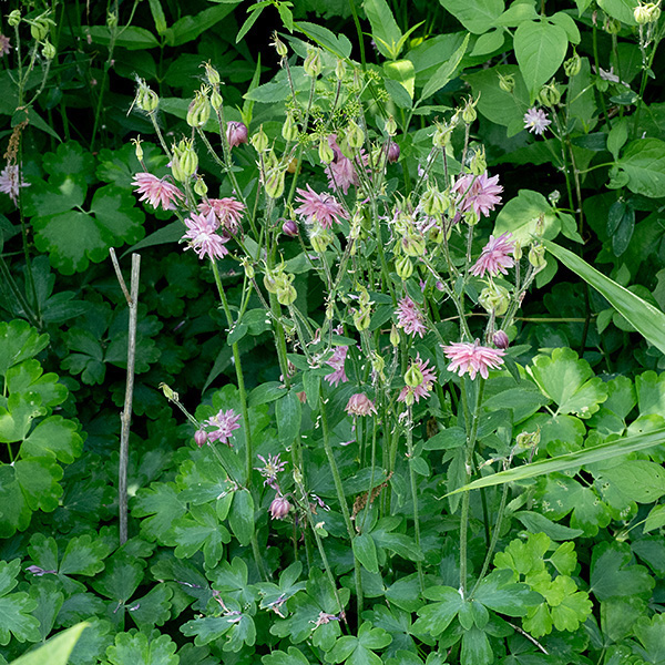 Common (European) columbine is a plant bearing ornate pink flower with multiple levels of petals and green, sausage-shaped seed pods. This variant of Aquilegia vulgaris ("stellata" commercially called 'Nora Barlow') has been bred for these characters.