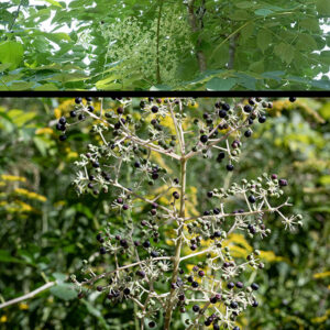 Japanese angelica tree may be mistaken for the (native) devil's walking stick, Aralia spinosa. However, the Japanese angelica tree (A. elata) has shorter (although quite substantial) compound leaves, sessile leaflets directly attached to the petiolule, a smaller inflorescence (about 2' tall rather than over 3'), and shorter, less intimidating spines on the trunk. Leaf venation (best viewed from the underside) is the best way to differentiate the two. In devil's walking stick, the pinnate leaf vein tips curve to form a sub-marginal vein parallel to the leaf margin. In the Japanese angelica tree, the leaf veins extend all the way to the margins of the leaf.