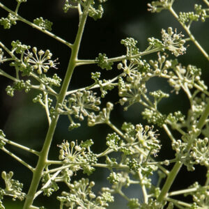 Spikenard is superficially similar to devil's walking stick (Aralia spinosa) but lacks the spiny leaves and stem of the latter. Both produce a terminal inflorescence of flowers (20+ ft. up). Unlike devil's walking stick, the flowers of spikenard are perfect; i.e., they have both male (stamens) and female (a stigma) parts. In this photo, both flower buds and flowers with prominent stamens are apparent.