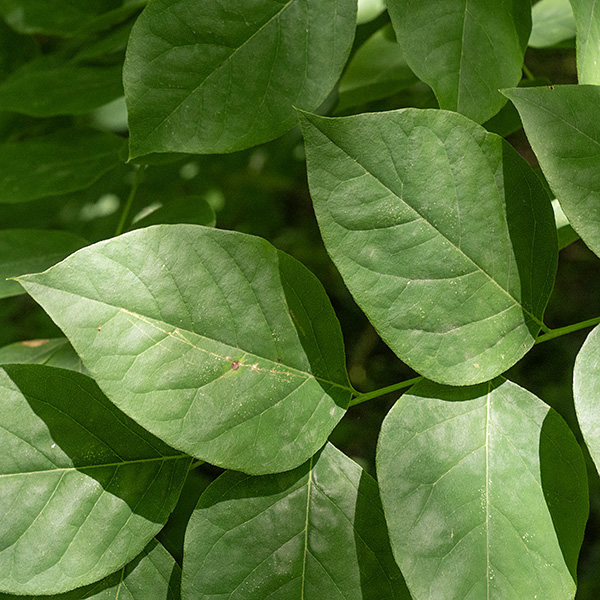 Spikenard is superficially similar to devil's walking stick (Aralia spinosa) but lacks the spiny leaves and stem of the latter. Spikenard has heart-shaped leaflets with a long, tapered tip and a substantial petiolule; devil's walking stick's leaflets are smaller and have a very short petiolule.