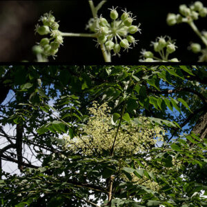A small, somewhat shrubby tree up to 25' tall, although half that height is more common in Jackson Park (which is near the northern limit of its range). Devil's walking stick produces a terminal inflorescence of flowers (20+ ft. up). Flowers are small (1/4" long), white and are produced in umbels at the top of the tree. Devil's walking stick has flowers that are either male (bearing stamens) or female (bearing styles). The male flowers of devil's walking stick have prominent stamens and five white, triangular petals; the female flowers (shown here) look like rounded green buds with five stout styles emerging from the distal end.