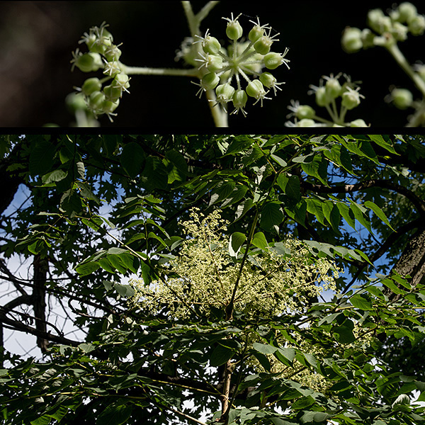 A small, somewhat shrubby tree up to 25' tall, although half that height is more common in Jackson Park (which is near the northern limit of its range). Devil's walking stick produces a terminal inflorescence of flowers (20+ ft. up). Flowers are small (1/4" long), white and are produced in umbels at the top of the tree. Devil's walking stick has flowers that are either male (bearing stamens) or female (bearing styles). The male flowers of devil's walking stick have prominent stamens and five white, triangular petals; the female flowers (shown here) look like rounded green buds with five stout styles emerging from the distal end.