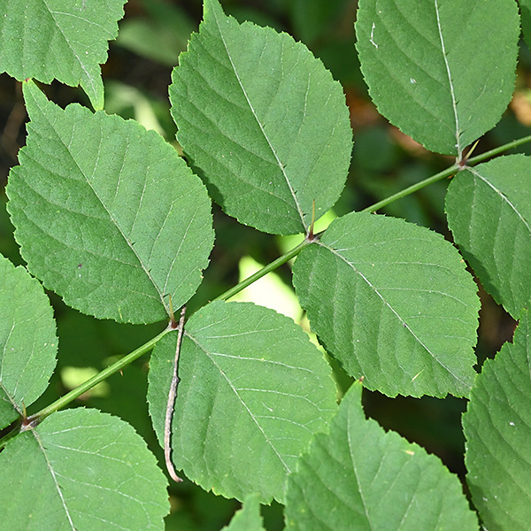 A small, somewhat shrubby tree up to 25' tall, although half that height is more common in Jackson Park (which is near the northern limit of its range). Leaves are triply-compound and up to 4' long and 3' wide, the largest of any temperate tree. Leaflets are oval with an elongate, pointed tip and a short pedicle; they are bipinnate and the rachises have a series of upward-pointing spines along their lengths. Spikenard has heart-shaped leaflets with a long, tapered tip (much larger than those on devil's walking stick) and a substantial petiolule; devil's walking stick's leaflets are smaller and have a very short petiolule.