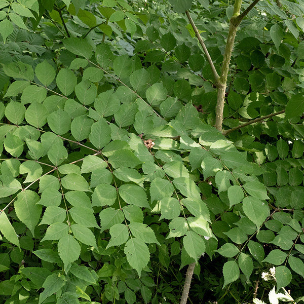 A small, somewhat shrubby tree up to 25' tall, although half that height is more common in Jackson Park (which is near the northern limit of its range).  The trunk is largely unbranched. New shoots often arise in the spring from rhizomes and growth up as a single straight shoot with 1-3 huge terminal buds to a height of 3-4' before producing any foliage. The trunk of the tree is covered with stout spines ~3/4" long arrayed in helical lines that wind around the trunk. Leaves are triply-compound and up to 4' long and 3' wide, the largest of any temperate tree. Leaflets are oval with an elongate, pointed tip and a short pedicle; they are bipinnate and the rachises have a series of upward-pointing spines along their lengths. Superficially similar to spikenard (Aralia racemosa); both produce a terminal inflorescence of flowers (20+ ft. up).