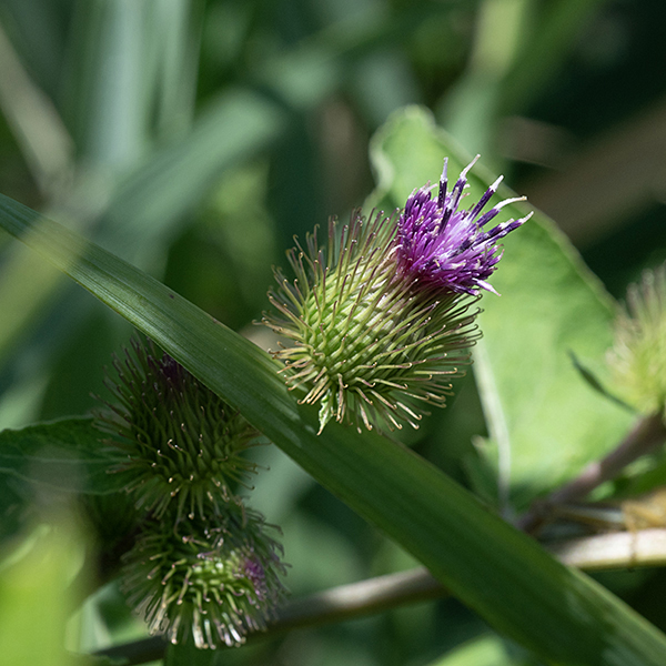 Burdock has thistle-like, composite flowers with lavender to purple (rarely, white) disc florets but no ray florets; the surrounding bracts are green and strongly hooked.