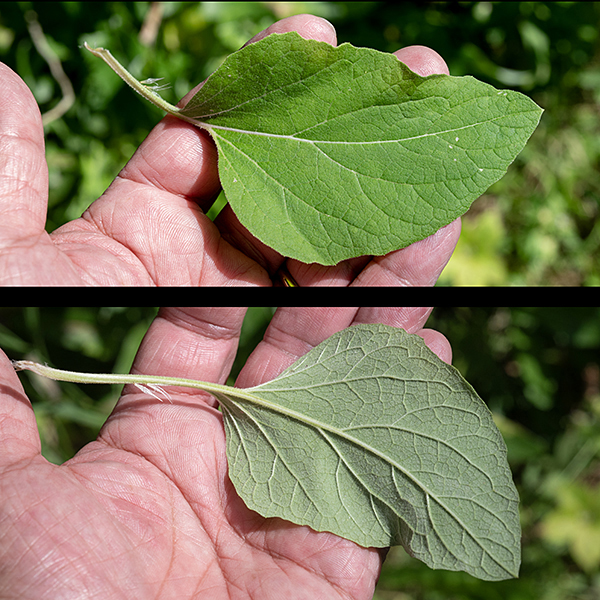 Burdock leaves are heart-shaped or oval, up to 2' long and ~1' wide with a long (usually hollow) petiole; the top of petiole is concave.