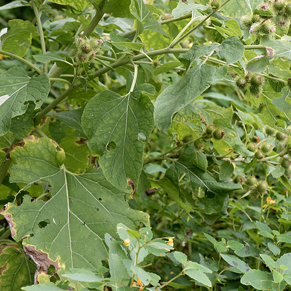 Burdock plant showing large, heart-shaped leaves, leaf arrangement (alternate), and old flowers developing large fruits covered with hooked spines.