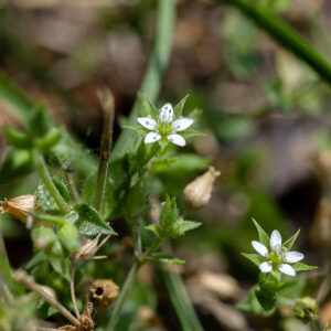 Two thyme-leaved sandwort flowers, with leaves clearly visible on the stem on the left of the image. Easily overlooked as just another chickweed, thyme-leafed sandwort's petals are not deeply notched like chickweeds. The stems are 6-10" tall, erect or sprawling, dark purple, and covered with fine hairs.  Tiny (4 mm) white flowers on 1/4" pedicels with backward-pointing hairs; flowers have five pointed, white, oblong petals; five hairy green sepals longer than the petals; ten white stamens with magenta anthers; a green central ovary; and three white styles. An exotic from Europe that prefers disturbed areas with minimal other vegetation.