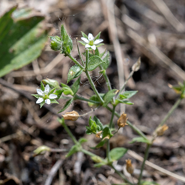 Thyme-leafed sandwort leaves are tiny (1/4"), opposite, and fused basally into a sheath around the stem; they are widely spaced, egg shaped, with a fringe of hairs around the margin.