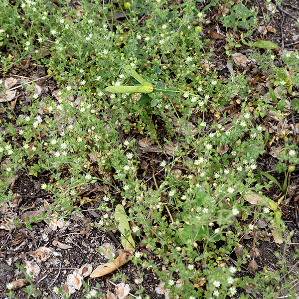 Easily overlooked as just another chickweed, thyme-leafed sandwort's flowers are not deeply notched like chickweeds and are handsomely embellished with magenta anthers. The fruit is an 1/8" diameter flask-shaped capsule with six flaring teeth around the aperture. An exotic from Europe that prefers disturbed areas with minimal other vegetation. A number of maple leaves serve as a scale in this image.