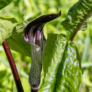 Jack-in-the-pulpit is iconic and unmistakable wildflower. Plants are 1-2' tall; they don't flower until at least 3 years old. Each plant has a single upright stalk (a.k.a., the peduncle) that produces the inflorescence; the stalk develops directly from an underground storage organ, the corm. The inflorescences are light green to reddish green, often with reddish-brown stripes. The outermost spathe wraps loosely around the robust, cylindrical spadix; the top of the spathe bends 90° to form a hood (the "pulpit") over the spadix ("Jack").  The top half of the spadix produces volatile compounds that attract small insects, especially fungus gnats; the insects carry the pollen between plants. The bottom half of the spadix bears highly reduced florets. Both male and female florets lack petals; male florets consist of four stamens while female florets consist only of a stigma attached directly to the top of the ovary. Each plant typically has EITHER male or female florets located on the bottom half of the spadix; a single plant usually produces only one sex of florets in a given season, but plants switch between male and female multiple times during their ~20 year lifespan (they are "sequential hermaphrodites").