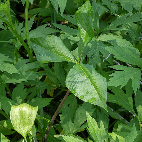 Each Jack-in-the-pulpit plant has one or two trifoliate leaves with long petioles and a single upright stalk (a.k.a., the peduncle) that produced the inflorescence; all are hairless, and all develop directly from an underground storage organ, the corm. The leaves have a distinctive vein that runs around the edge of the leaf inside the margin, demarcating a border.