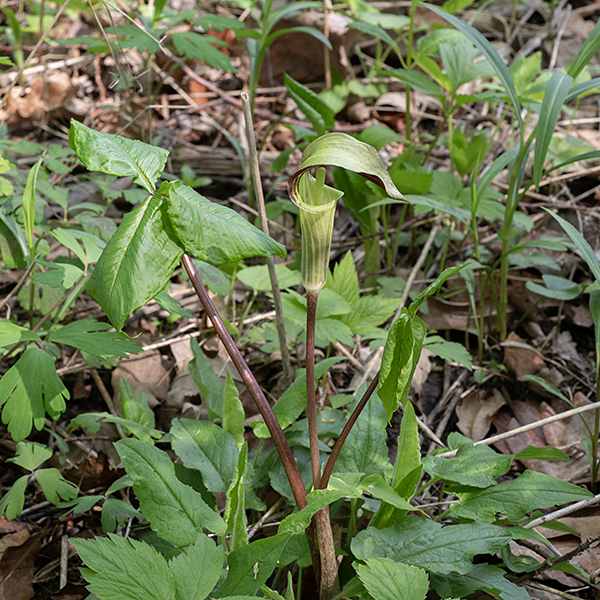 Jack-in-the-pulpit plants are 1-2' tall; they don't flower until at least 3 years old. Each plant has one or (as here) two trifoliate leaves with long petioles and a single upright stalk (a.k.a., the peduncle) that produced the inflorescence; all are hairless and all develop directly from an underground storage organ, the corm. The leaves have a distinctive vein that runs around the edge of the leaf inside the margin, demarcating a border. The inflorescences are light green to reddish green, often with reddish-brown stripes. The outermost spathe wraps loosely around the robust, cylindrical spadix; the top of the spathe bends 90° to form a hood (the "pulpit") over the spadix ("Jack").  The top half of the spadix produces volatile compounds that attract small insects, especially fungus gnats; the insects carry the pollen between plants. The bottom half of the spadix bears highly reduced florets. Both male and female florets lack petals; male florets consist of 4 stamens while female florets consist only of a stigma attached directly to the top of the ovary. Each plant typically has EITHER male or female florets located on the bottom half of the spadix; a single plant usually produces only one sex of florets in a given season, but plants switch between male and female multiple times during their ~20 year lifespan (they are "sequential hermaphrodites").