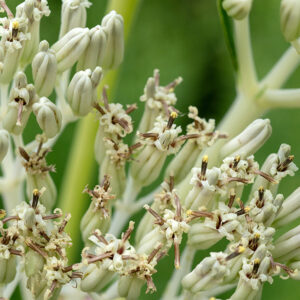 Flowerheads of pale Indian plantain. These plants can be to 9' tall and commonly reach 6+ feet; the stem is pale green to purple with a whitish cast. The flat-topped apical flowerhead is shaped like an inverted pyramid made up of small (1/8x3/8") tubular, cream-colored flowers with five disc florets surrounded by five bracts.