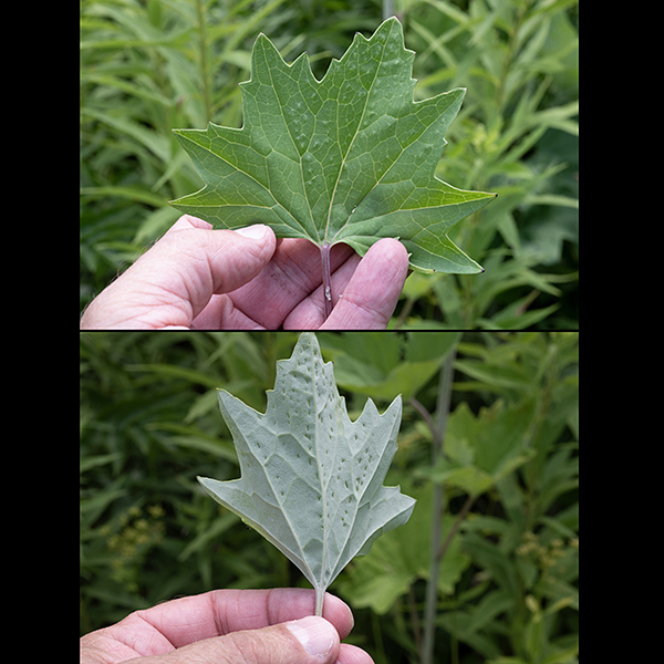 The stem leaves of pale Indian plantain are large (up to 8" x 8"), alternate, decreasing in size up the stalk, with long petioles. The leaves are multilobed with angular tips; the underside is whitish. This is the only Arnoglossum species in Illinois with leaves that have white undersides.