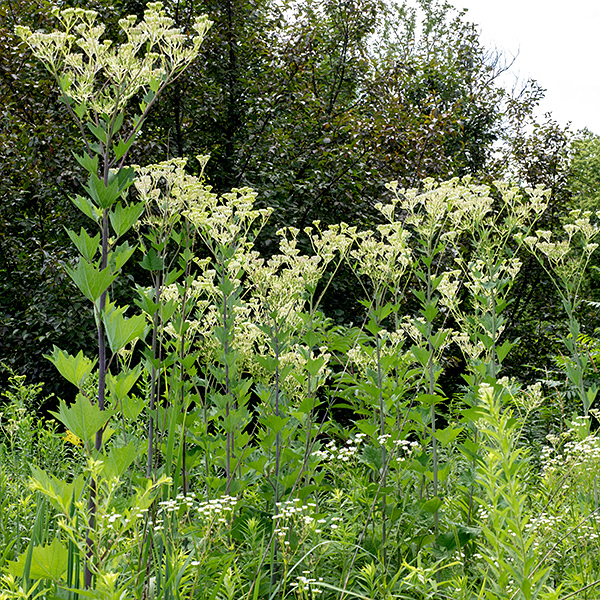 Pale Indian plantain gets up to 9' tall and commonly reaches 6+ feet; the stem is pale green to purple with a whitish cast.