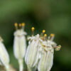 Prairie Indian plantain flowerheads are tubular, 3/16" x 3/8", greenish white to reddish white, with five disc florets surrounded by five bracts with white keels (which distinguishes them from pale Indian plantain flowerheads).