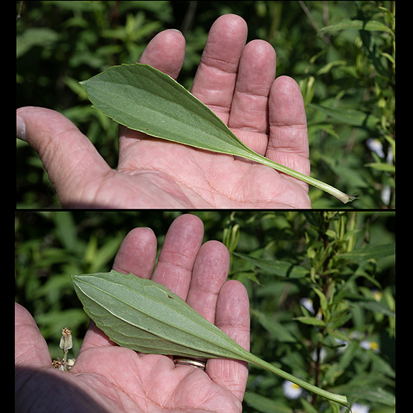 Top and underside of prairie Indian plantain leaves. The leaves are alternate, oval, a little less than twice as long as wide, and thick and rubbery (like a succulent) with substantial petioles. The primary veins are parallel to the leaf margins, with the leaf edges smooth or coarsely toothed.