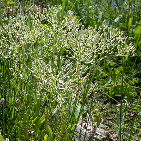 The stems of prairie Indian plantain are 3-4' tall (although this specimen was only about 24" tall), light green with prominent longitudinal red veins on the stems. Thick, rubbery leaves, longitudinal red stripes on the stem, and the keeled bracts on the flowers distinguish this Indian plantain from other species.
