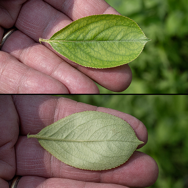 Red chokeberry has leaves are elliptical or obovate, glossy, with serrate margins, 1-3.5" long and about 1.5" across.