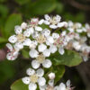Black chokeberry flowers occur in clusters of 7-12 near the margins of the shrub. Each flower is ~1/2" across with a reddish-green calyx with 5 short triangular lobes, 5 white, spoon-shaped, non-overlapping petals with rounded tips and a narrow base, 16-20 stamens with pink to rose-colored anthers, and 5 pale green styles, fused at their bases. The red glands on the upper leaf midvein and pink to rose-colored stamens are diagnostic of black chokeberry.