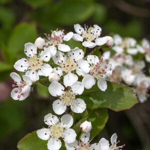 Black chokeberry flowers occur in clusters of 7-12 near the margins of the shrub. Each flower is ~1/2" across with a reddish-green calyx with 5 short triangular lobes, 5 white, spoon-shaped, non-overlapping petals with rounded tips and a narrow base, 16-20 stamens with pink to rose-colored anthers, and 5 pale green styles, fused at their bases. The red glands on the upper leaf midvein and pink to rose-colored stamens are diagnostic of black chokeberry.
