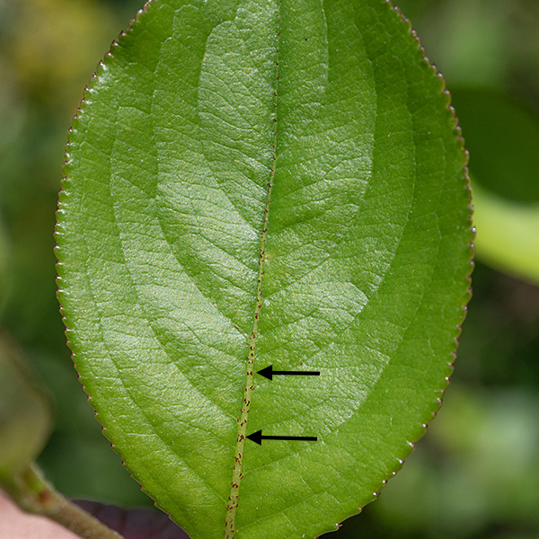 Black chokeberry is a bushy shrub 3-8' tall with brown to gray woody, thornless stems. Leaves are alternate, up to 4" long and 2.5" across, oval, widest more than halfway to the tip, with a finely toothed margin, a narrow, protruding sharp tip, and a 1/4" long green or red petiole. The upper side of the leaf is dark, glossy green, the underside lighter, both fading considerably away from the veins in the fall when the fruit is maturing. The upper surface of the midvein bears tiny red or black glands that may be difficult to see, especially in young leaves; a hand lens may be useful (or shoot a close-up with your phone). These glands are also present on the tips of the teeth along the leaf margin but may be more difficult to unequivocally identify. The dark glands on the upper leaf midvein and pink to rose-colored stamens are diagnostic of black chokeberry.