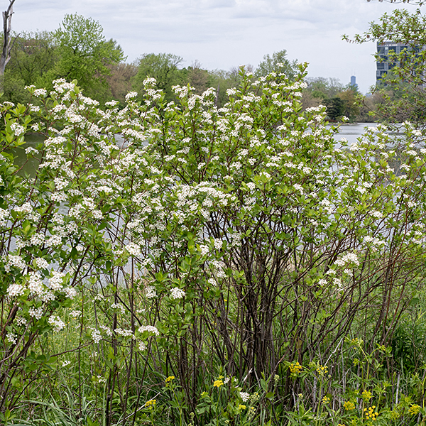 Black chokeberry is a bushy, multi-stemmed shrub 3-8' tall with brown to gray woody, thornless stems. The fruit consists of a spherical, red berry (ripening to a deep purplish-black color) containing 5 small seeds; the 1/4-1/2" berry is suspended on a deep red stalk. The berry is quite bitter. The dark glands on the upper leaf midvein and pink to rose-colored stamens are diagnostic of black chokeberry.