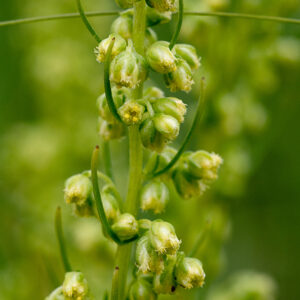 Beach wormwood is an unusual plant 2-4' tall with characteristic, deeply dissected leaves. The flowerheads are 2-4 mm long and wide; each is composed of 5-20 outer disk florets that bear only stamens and 8-30 inner disc florets that possess both pistils and stamens. There are no ray florets.