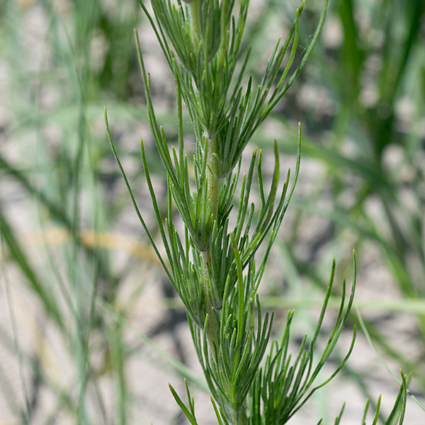 Beach wormwood is an unusual plant 2-4' tall with characteristic leaves 1/2"-6" long, deeply divided into narrow, toothless lobes, each less than 3 mm wide; the leaves insert alternately along the stems. The upper surface of the leaves is green or greenish white and flat; the lower surface is green, hairless, and rounded.