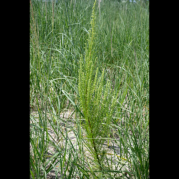 Beach wormwood is an unusual plant 2-4' tall often found on gravel or sandy substrates.
