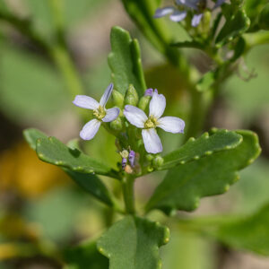 American searocket's flowers are 3/8" across with four green sepals, four widely spread pale lavender to white petals, six stamens, and a pistil with a single white style.