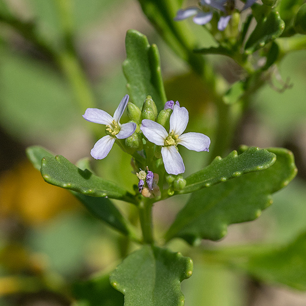 American searocket's flowers are 3/8" across with four green sepals, four widely spread pale lavender to white petals, six stamens, and a pistil with a single white style.