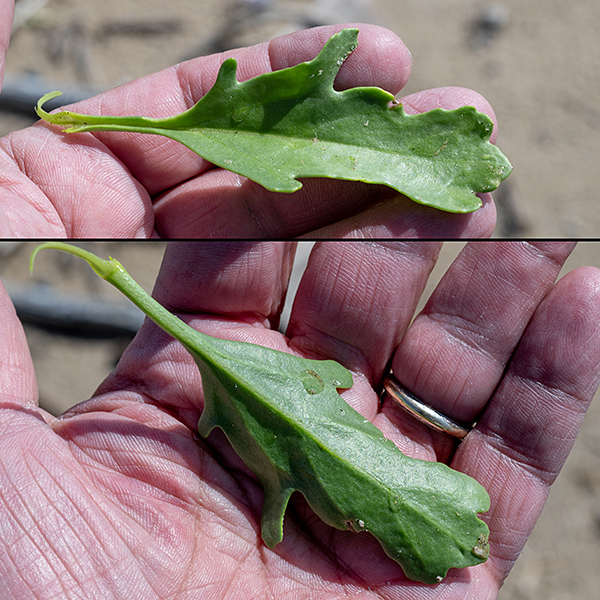 American searocket is succulent-like beach plant, up to 20" tall, that branches frequently. The stems are light green, slightly angular, and hairless; they bear thick, spatulate, often concave leaves (4x longer than wide) with lobed margins.