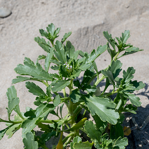American searocket is a succulent-like beach plant, up to 20" tall, that branches frequently. The stems are light green, slightly angular, and hairless; they bear thick, spatulate, often concave leaves (4x longer than wide) with lobed margins. The flower spikes are 2-10" long; they occur in the upper portions of the plant. Flowers are 3/8" across with 4 green sepals, 4 widely spread pale lavender to white petals, 6 stamens, and a pistil with a single white style. The seed pod is a cylindrical silicule 1/2-3/4" long, the top half is shaped like an elongated teardrop with a basal constriction; when the top part breaks off, it floats and can be water-dispersed. This species is threatened in Illinois; it is restricted to Lake Michigan beaches.