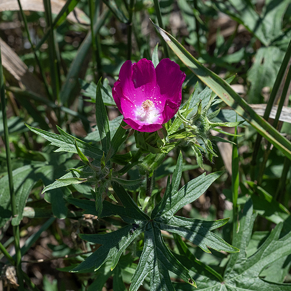 Purple poppy-mallow has hairy flower pedicels ~6" long that arise from leaf axils; the flowers are ~2" across, brilliant magenta, with an hibiscus-like (but shorter) white central structure containing the stamens and styles. The five calyx lobes are very hairy, shorter than the petals, and light green; beneath the calyx are three very similar bracts.
