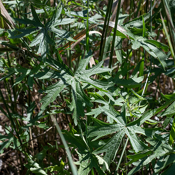 Purple poppy-mallow's leaves are up to 4" across on a equally long petiole; they are deeply dissected by five palmate lobes. (The leaves are reminiscent of the leaves of Canada anemone or wild geranium.) There are a pair of oval stipules that clasp the stem at the base of each leaf node.