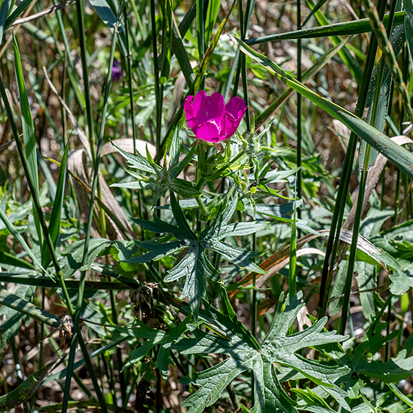 Purple poppy-mallow is a short, sprawling plant with a hairy, vine-like stem that may be up to 4' long. The leaves are up to 4" across on a equally long petiole; they are deeply dissected by five palmate lobes. (The leaves are reminiscent of the leaves of Canada anemone or wild geranium.) The flowers are ~2" across, brilliant magenta, with a hibiscus-like (but shorter) white central structure containing the stamens and styles.