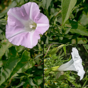 The flowers of hedge bindweed are 2-3" long, formed from five white or pink fused petals; the throat of the trumpet is light yellow (less extensive than in field bindweed). The flowers are ephemeral, often lasting only a single day.