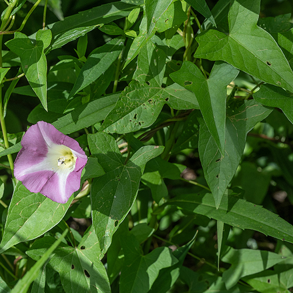Leaves are up to 5" long and 3" across, triangular with a sharp tip. The base of the leaves is indented at the petiole and the wings squared off (like a halberd). The stems are thin and recumbent, growing over or wrapping around objects and plants nearby; there are no tendrils to anchor the stems.