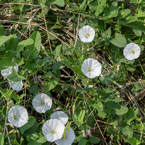 The flowers of hedge bindweed are 2-3" long, formed from five white or pink fused petals; the throat of the trumpet is light yellow (less extensive than in field bindweed). The flowers are ephemeral, often lasting only a single day. Leaves are up to 5" long and 3" across, triangular with a sharp tip. The base of the leaves indented at the petiole and the wings squared off (like a halberd). The stems are thin and recumbent, growing over or wrapping around objects and plants nearby; there are no tendrils to anchor the stems.